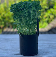 Load image into Gallery viewer, Original - Metal Herb Holer