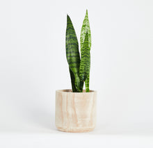 Load image into Gallery viewer, Artesia Tall Bowl Indoor Planter