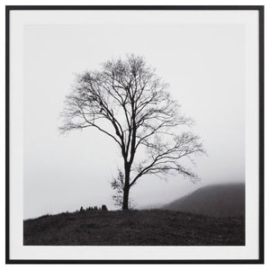Photographic Framed Lone Misty Tree Print