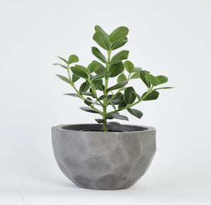 Clusia Rosea Princess Plant