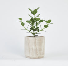 Load image into Gallery viewer, Clusia Rosea Princess Plant
