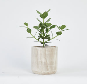 Clusia Rosea Princess Plant