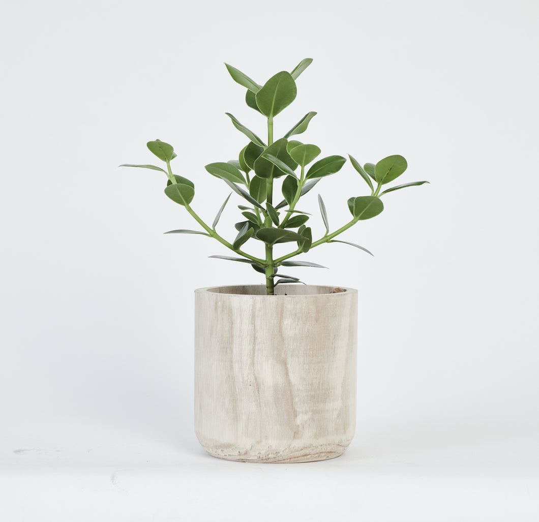 Clusia Rosea Princess Plant