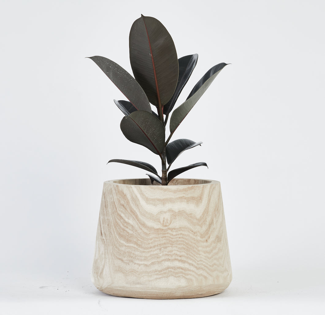 Ficus Black Knight Plant