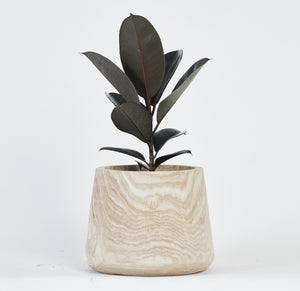 Ficus Black Knight Plant