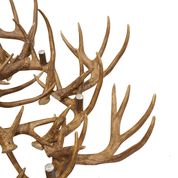 Load image into Gallery viewer, Antler Chandelier - Taking orders now
