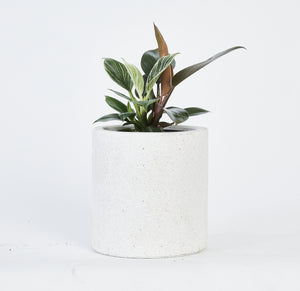 Philodendron Selloum Birkin Plant