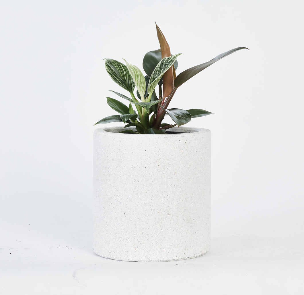 Philodendron Selloum Birkin Plant