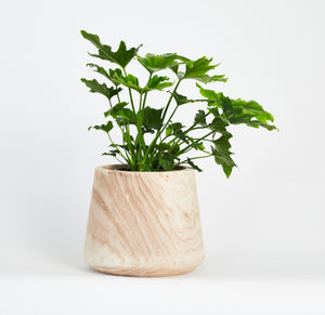 Philodendron Selloum Plant