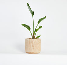 Load image into Gallery viewer, Artesia Tall Bowl Indoor Planter
