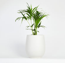 Load image into Gallery viewer, Kentia Palm
