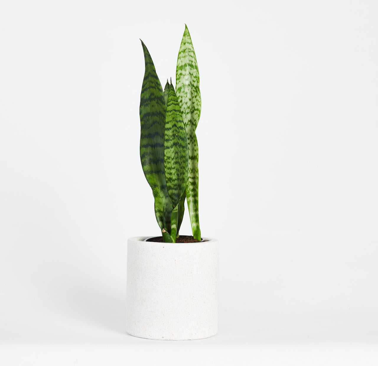 sansevieria nz Sansevieria Black Coral Plant – thedesignstudio