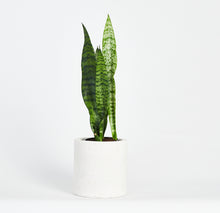 Load image into Gallery viewer, Sansevieria Black Coral Plant
