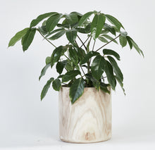 Load image into Gallery viewer, Schefferelia Plant
