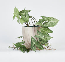 Load image into Gallery viewer, Artesia Tapered Indoor Planter
